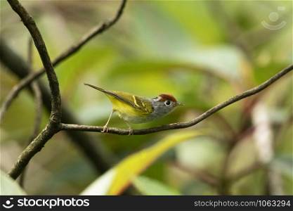 Chestnut-crowned warbler, Seicercus castaniceps, Mishmi Hills, Arunachal Pradesh, India