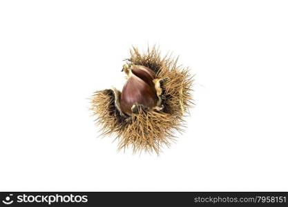 Chestnut cupule, also known as bur or burr, with sharp spines and calybia isolated on white background