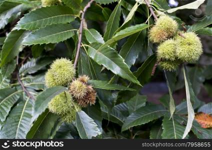 Chestnut cupule, also known as bur or burr, with sharp spines on the tree.