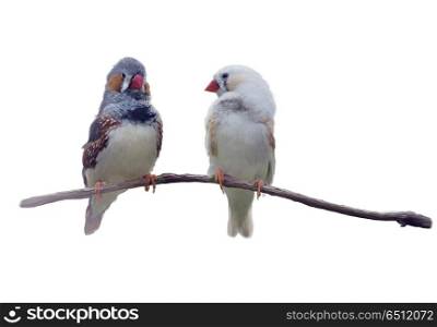 chestnut-eared finch or Australian zebra finch watercolor painting,isolated on white background. Pair of chestnut-eared finches watercolor
