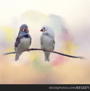 chestnut-eared finch or Australian zebra finch watercolor painting. Pair of chestnut-eared finches watercolor