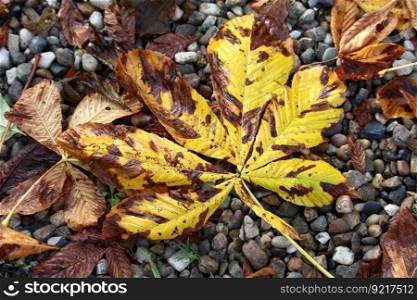 chestnut fall leaves leaf october