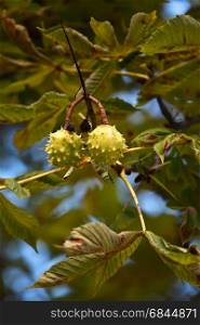 Chestnut fruits hanging on the tree