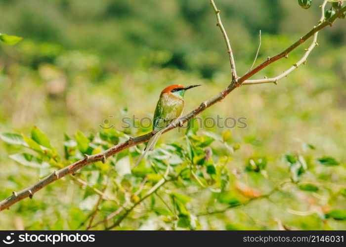 Chestnut-headed Bee-eater orange-headed with red eyes. It has reddish-orange hair covering its head and shoulders. Often perched on the open branches that are quite high.