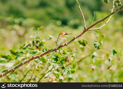 Chestnut-headed Bee-eater orange-headed with red eyes. It has reddish-orange hair covering its head and shoulders. Often perched on the open branches that are quite high.