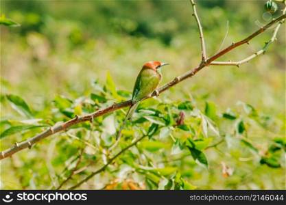 Chestnut-headed Bee-eater orange-headed with red eyes. It has reddish-orange hair covering its head and shoulders. Often perched on the open branches that are quite high.