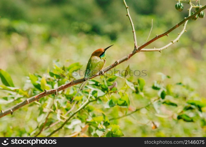 Chestnut-headed Bee-eater orange-headed with red eyes. It has reddish-orange hair covering its head and shoulders. Often perched on the open branches that are quite high.