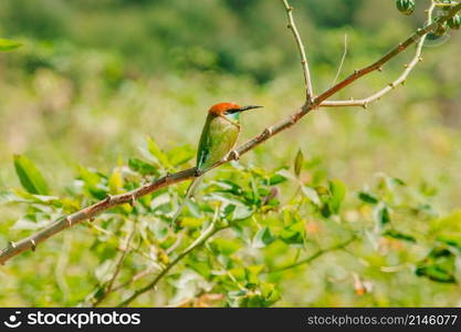 Chestnut-headed Bee-eater orange-headed with red eyes. It has reddish-orange hair covering its head and shoulders. Often perched on the open branches that are quite high.