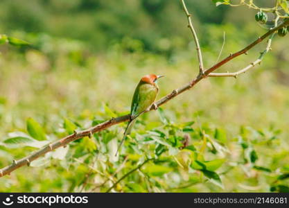 Chestnut-headed Bee-eater orange-headed with red eyes. It has reddish-orange hair covering its head and shoulders. Often perched on the open branches that are quite high.