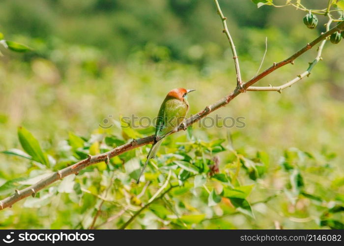 Chestnut-headed Bee-eater orange-headed with red eyes. It has reddish-orange hair covering its head and shoulders. Often perched on the open branches that are quite high.