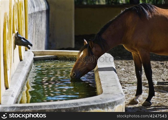 Chestnut horse drinking in a decorated fountain