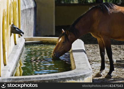 Chestnut horse drinking in a decorated fountain