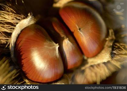 Chestnut in its bur