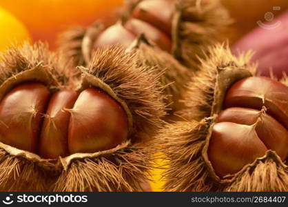 Chestnut in its bur