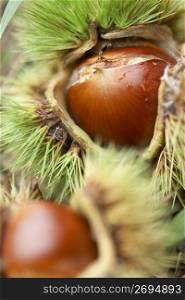 Chestnut in its bur