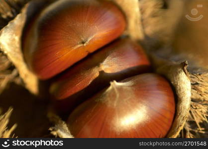 Chestnut in its bur