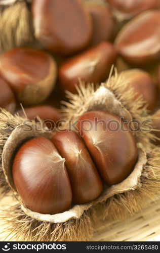 Chestnut in its bur