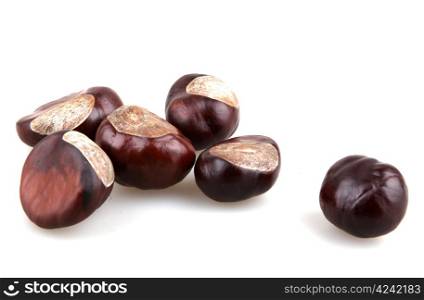 Chestnut isolated on white background.