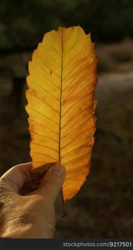 chestnut leaf sweet chestnut