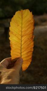 chestnut leaf sweet chestnut