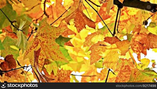 chestnut leaves leaves autumn