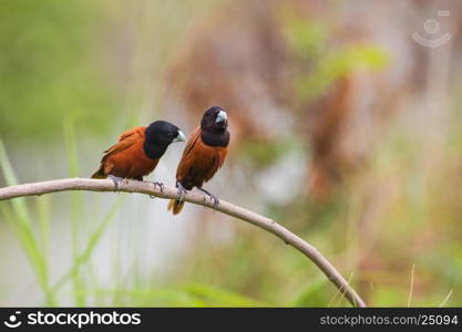 Chestnut Munia perching on a branch, Black headed Munia on a branch. (Lonchura malacca)