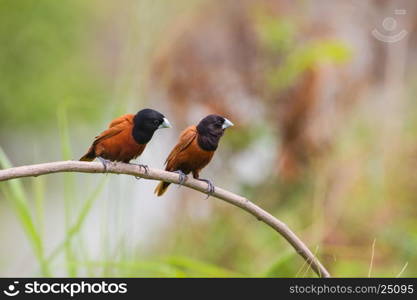 Chestnut Munia perching on a branch, Black headed Munia on a branch. (Lonchura malacca)