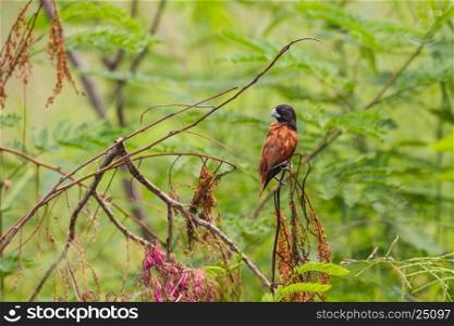 Chestnut Munia perching on a branch, Black headed Munia on a branch. (Lonchura malacca)