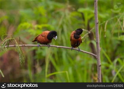 Chestnut Munia perching on a branch, Black headed Munia on a branch. (Lonchura malacca)