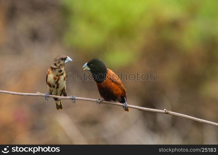 Chestnut Munia perching on a branch, Black headed Munia on a branch. (Lonchura malacca)