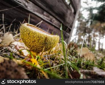 Chestnut mushroom (Imleria badia) with a strangely curved hat and a wide tubular hem.