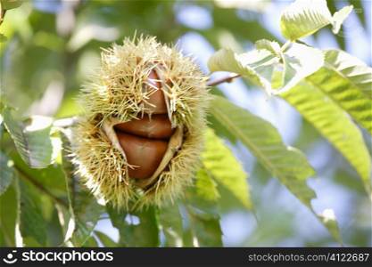 Chestnut on a tree