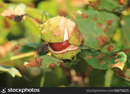 Chestnut on a tree in early autumn