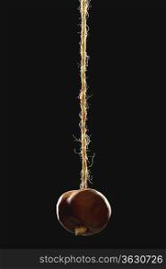 Chestnut on string, black background