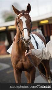 chestnut thoroughbred horse before race. Paris, France