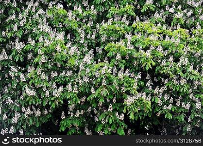 chestnut tree blooming white flowers. spring day