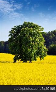 Chestnut tree in the middle of a Rapeseed Field.