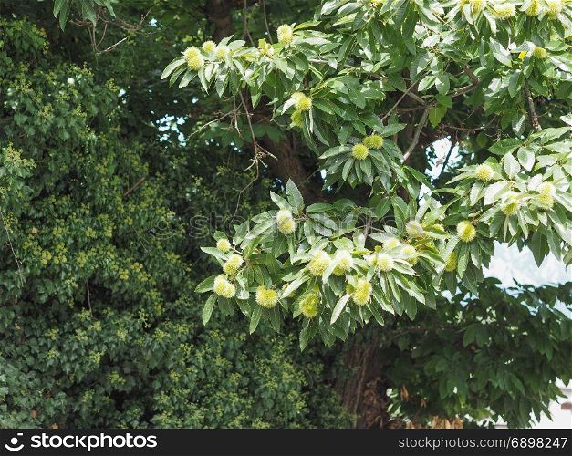 chestnut tree with fruits. chestnut (Castanea) tree with fruits in summer