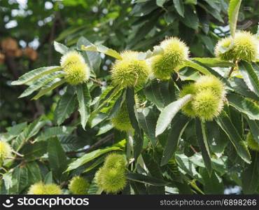 chestnut tree with fruits. chestnut (Castanea) tree with fruits in summer