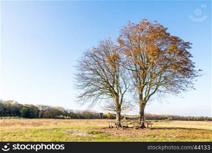 Chestnut trees in the fall in Lentevreugd.