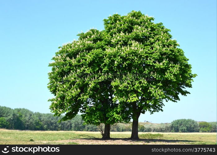 Chestnut trees in the springtime in Lentevreugd, Wassenaar, The Netherlands.