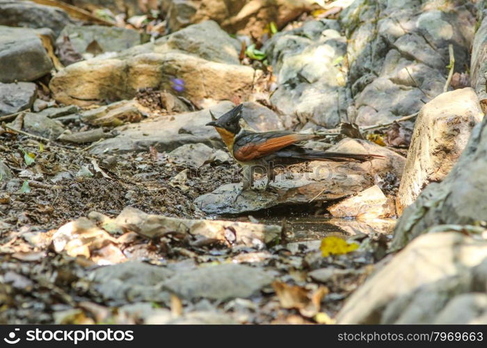 chestnut-wing cuckoo (Clamator coromandus) bird in nature