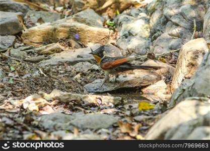 chestnut-wing cuckoo (Clamator coromandus) bird in nature
