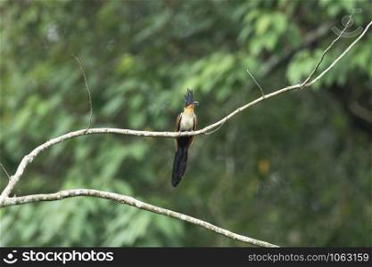 Chestnut-Winged-Cuckoo, Clamator coromandus, Dehing, Patkai, WLS, Assam, India