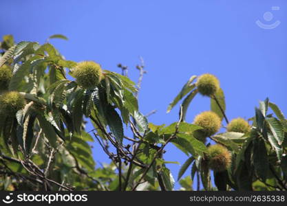 Chestnuts