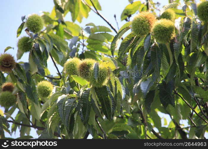 Chestnuts