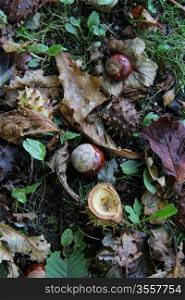 Chestnuts and leaves in autumn forest