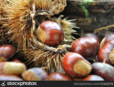 chestnuts in the shell on the ground in forest