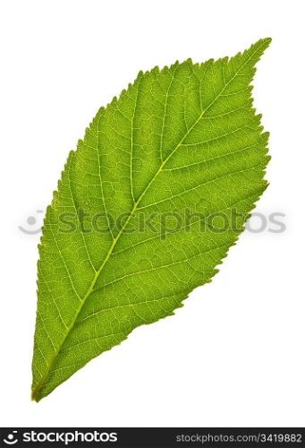 chestnuts leaf isolated on white
