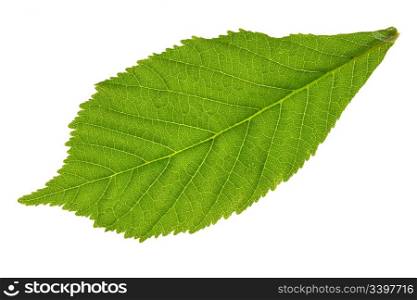 chestnuts leaf on isolated